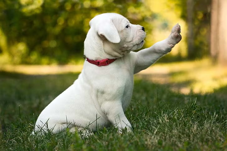 Smart Choices for Pet Lovers: Pet Options to Explore Before Your Next Adoption