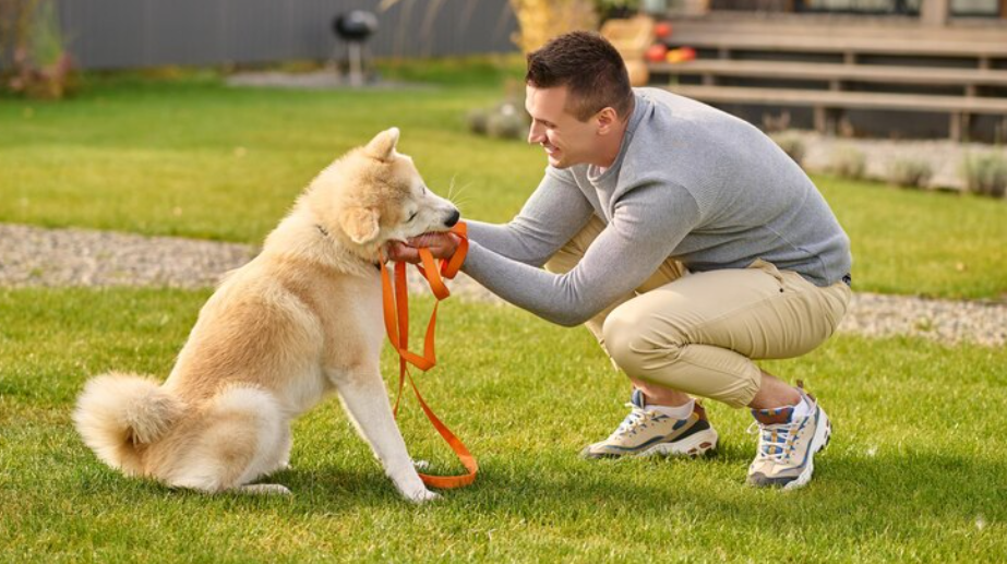 How Dog Training Programs Can Help You Raise a Well-Behaved Family Pet
