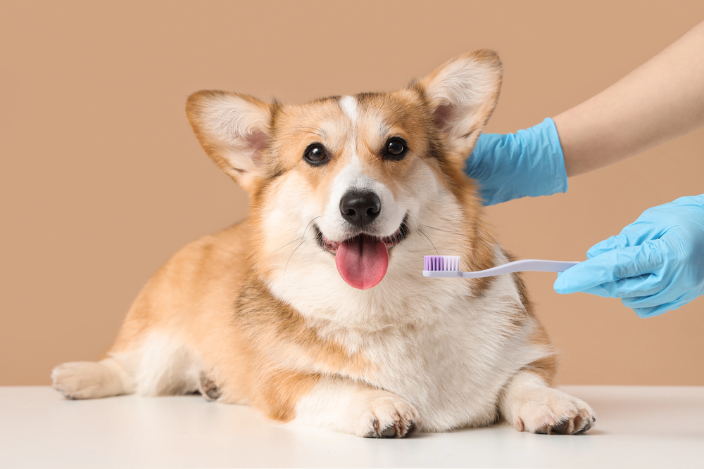 What Happens If You Need To Clean Your Dog’s Teeth And You Wait
