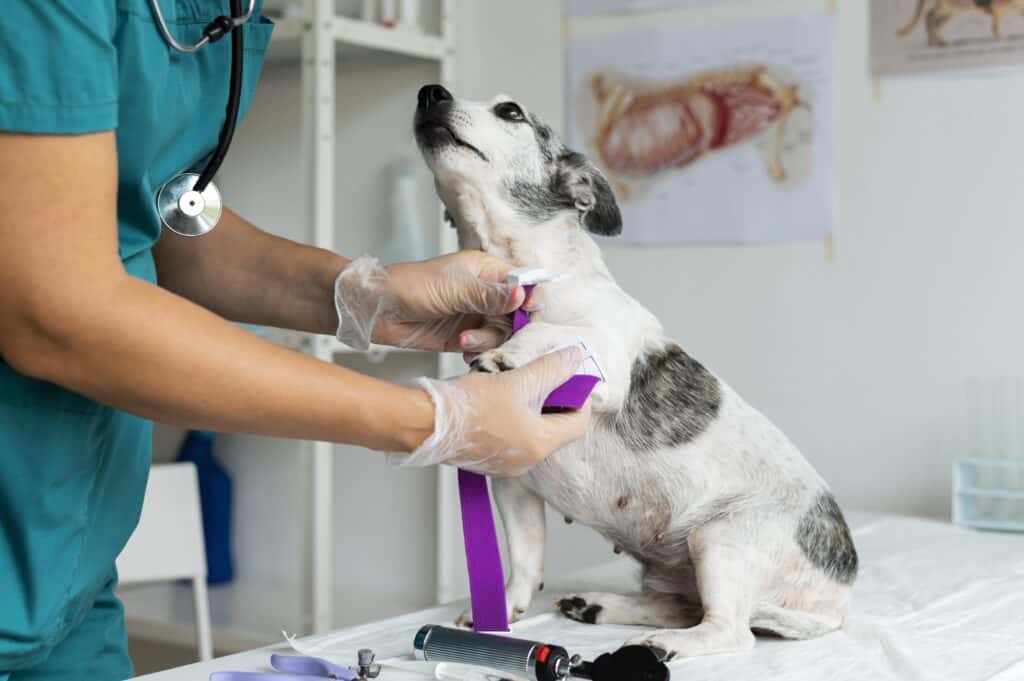 The Top 8 Causes of Emergency Veterinary Care for Pets and How Florida Clinics Can Help