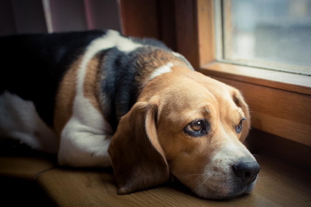 Comforting Pet Anxiety and Stress