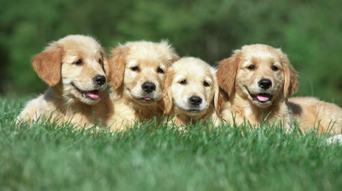 The Ultimate Guide to Raising Happy and Healthy Young Canines