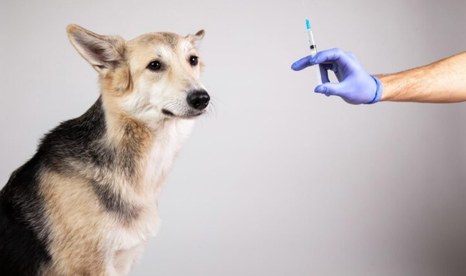 How Mobile Pet Vaccinations Can Protect Your Pets Without Leaving Your Home