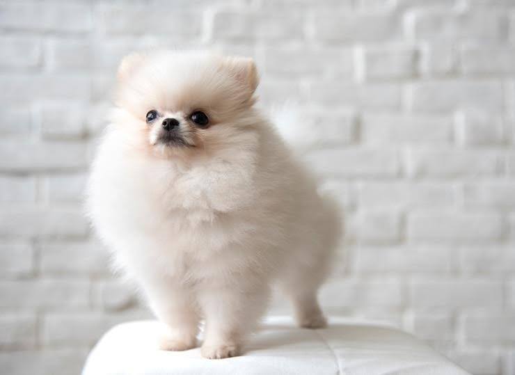 Pomeranian Puppy