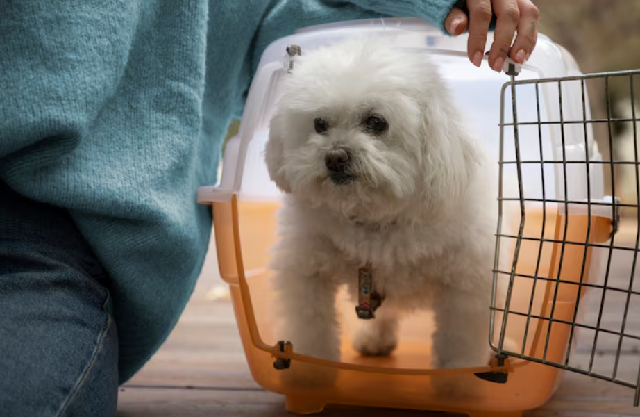 The Ultimate Checklist of Essential Services for Pet Owners