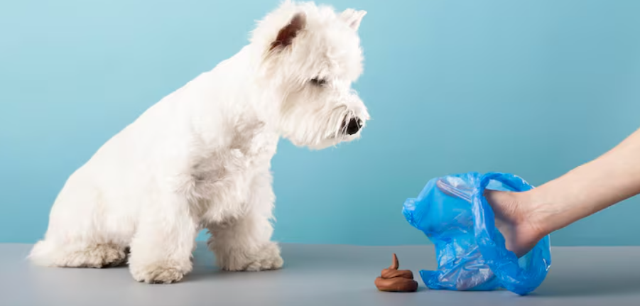 Pet Waste Removal