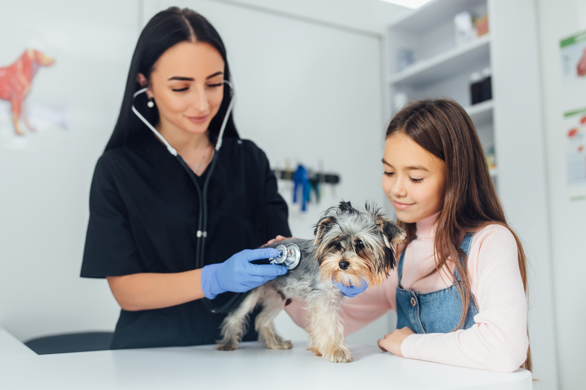 Pet Services You Should Seek For Their Improved Health