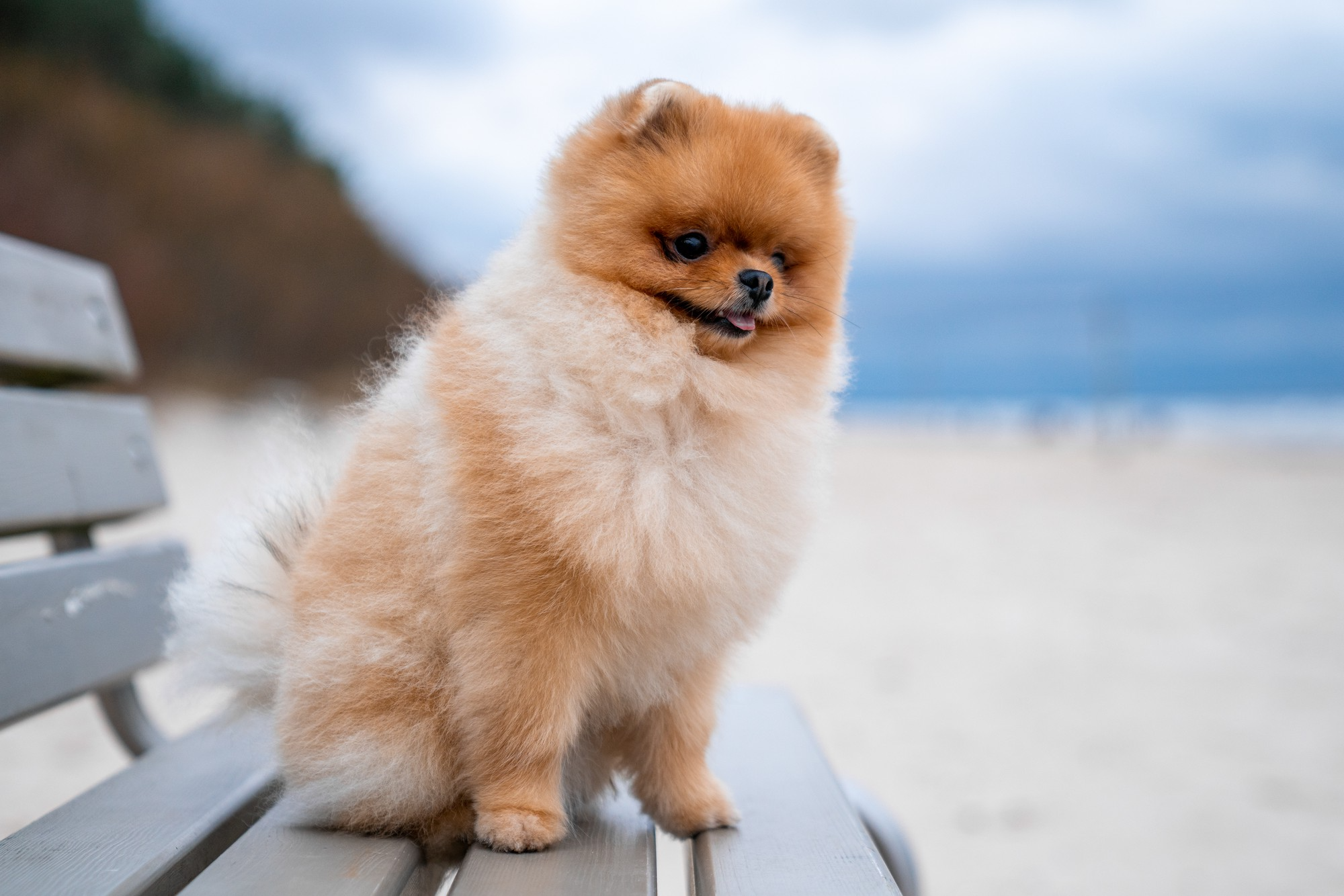 Pomeranians