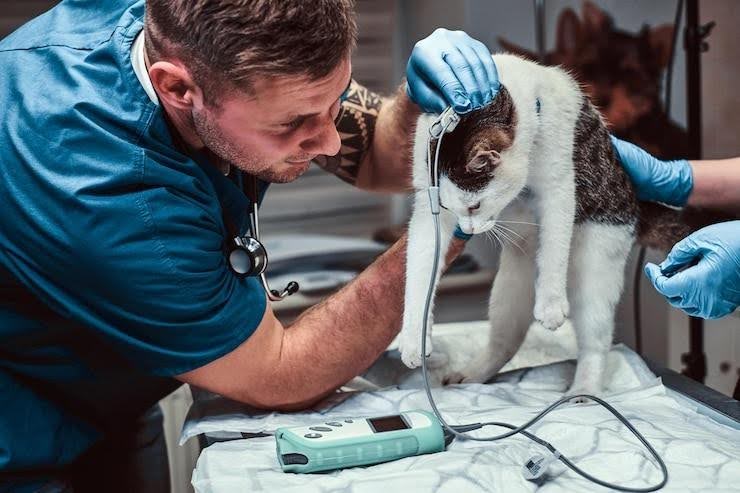 Veterinary