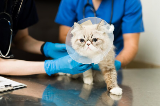 Pet